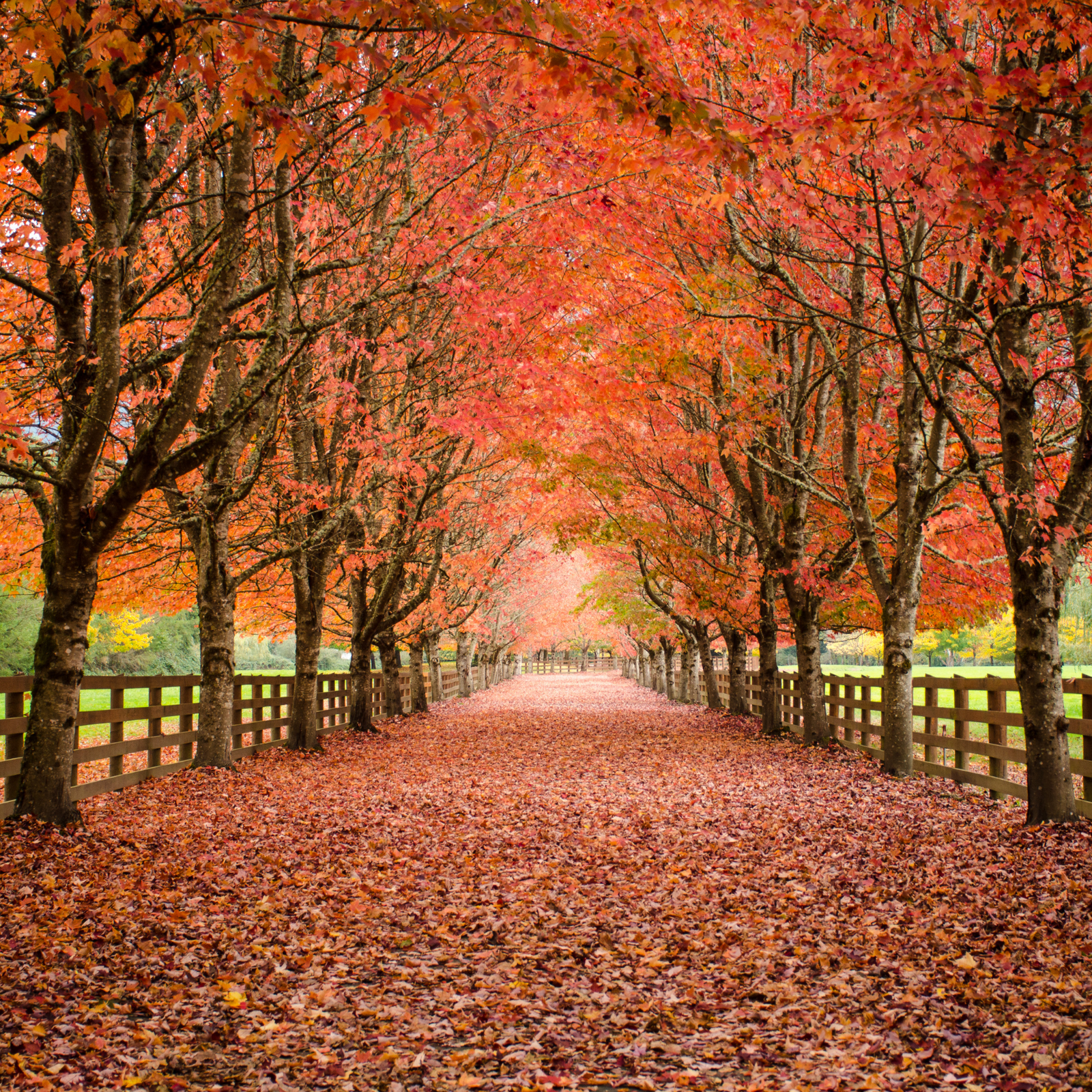 Made in Parksville: Local Gutter Solutions You Can Trust This Fall