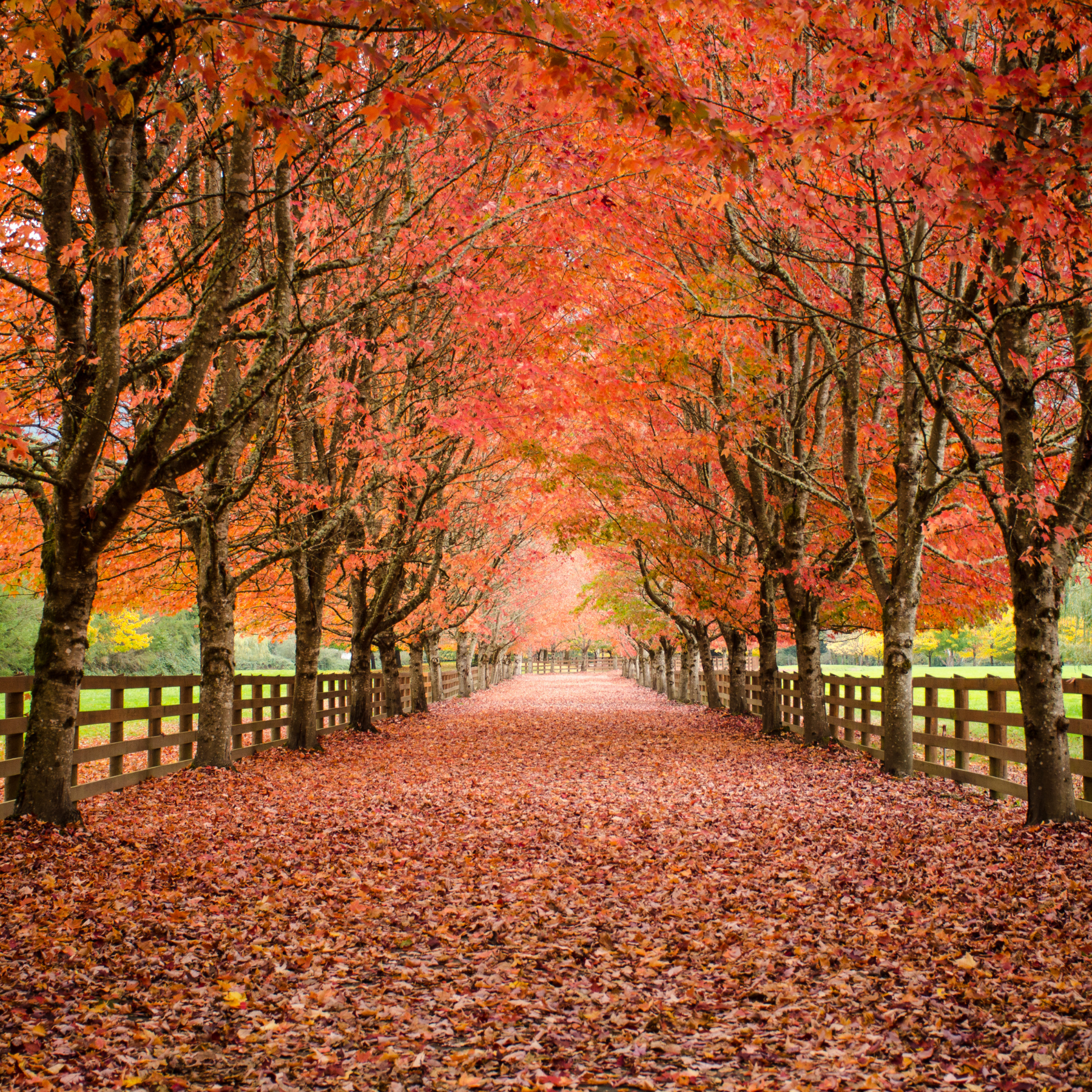 Made in Parksville: Local Gutter Solutions You Can Trust This Fall